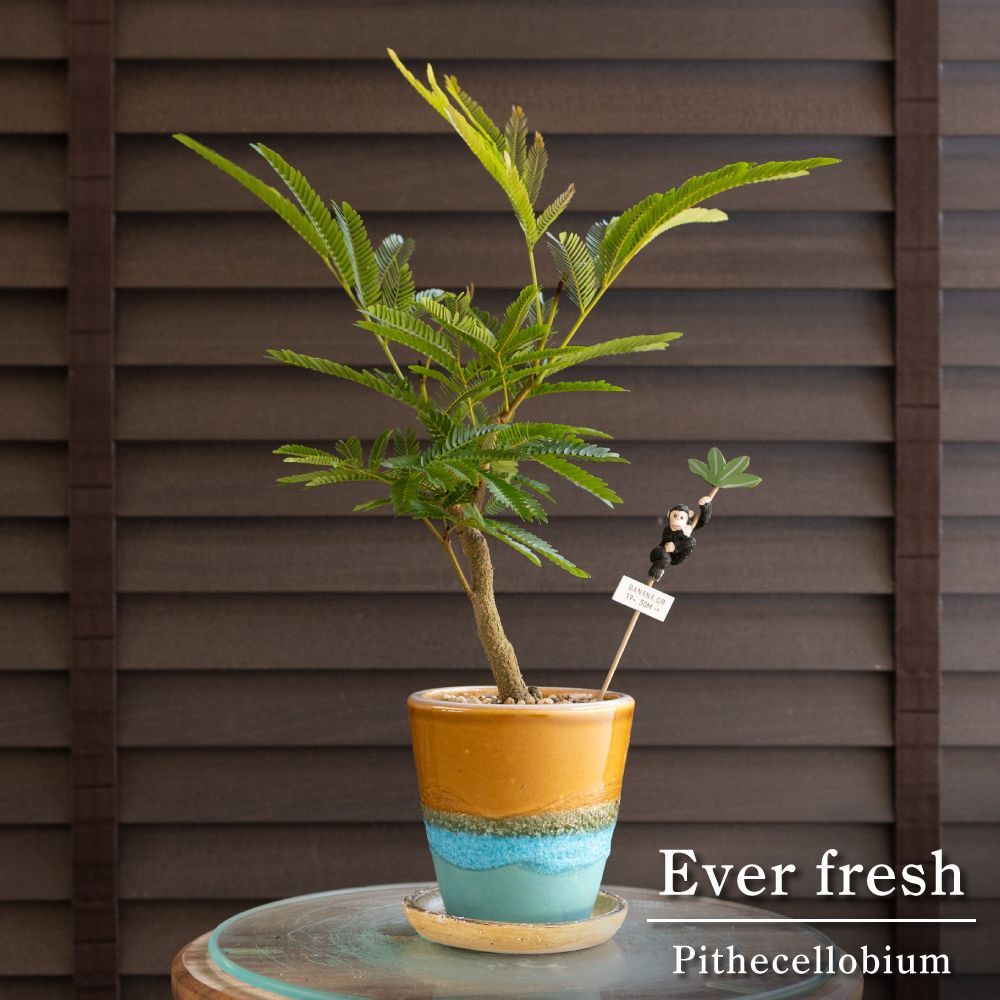 トロピカル エバーフレッシュ 3号 信楽焼 陶器鉢 Ever fresh 観葉植物 0606OB