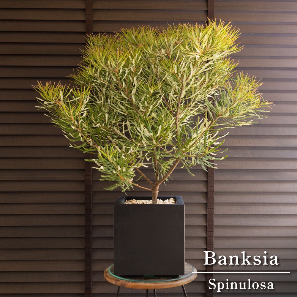 バンクシア スピヌローサ スクエアーポット ヘアピン Banksia Spinulosa オージープランツ 0606BK