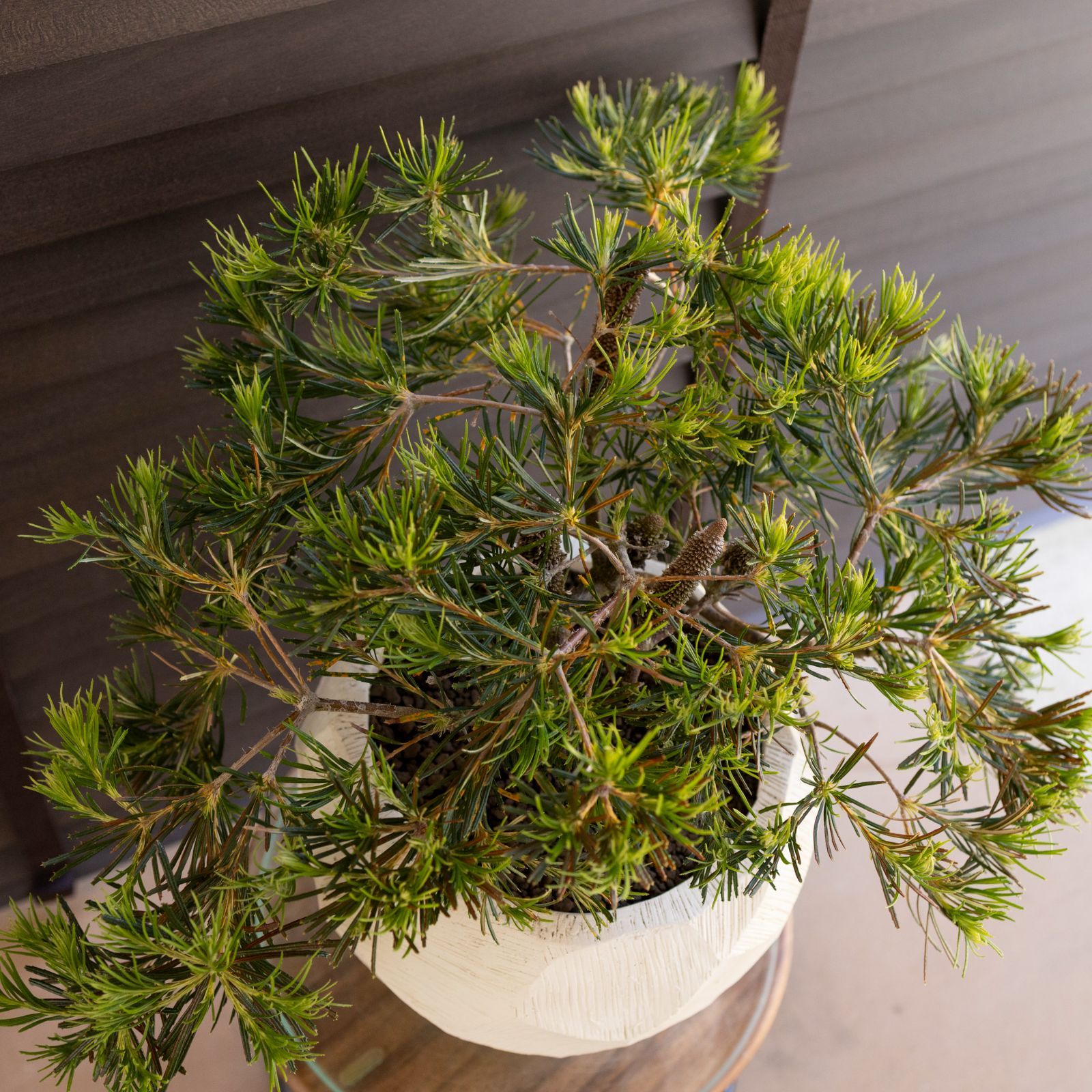 バンクシア バースデーキャンドル 7号 陶器鉢 Banksia birthday