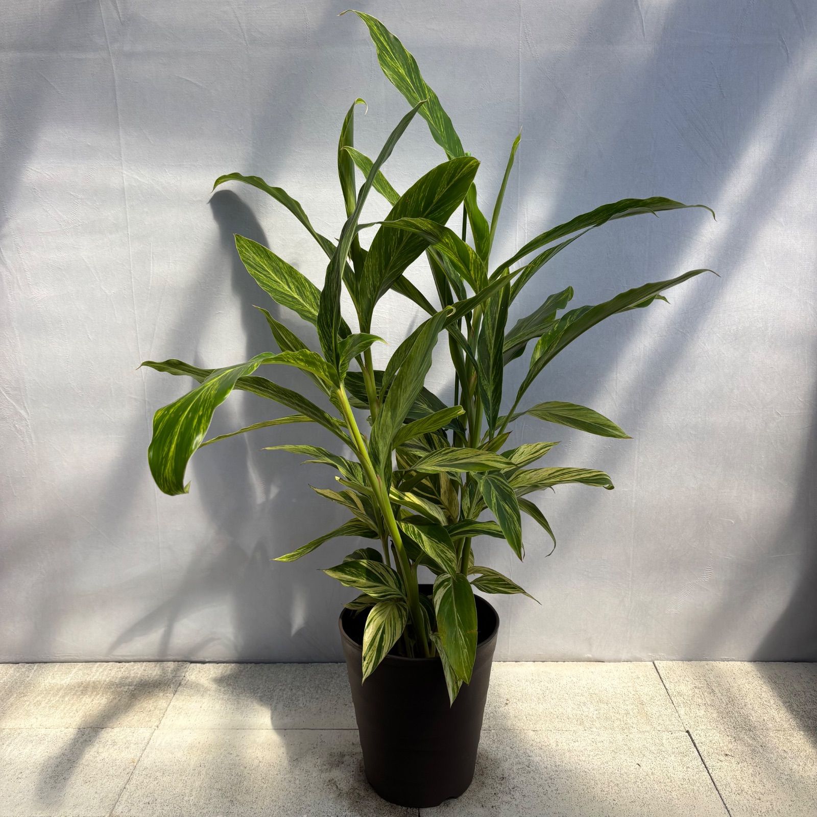 【希少】ゲットウ　アルピニア　黄斑月桃　大株　高さ90cm