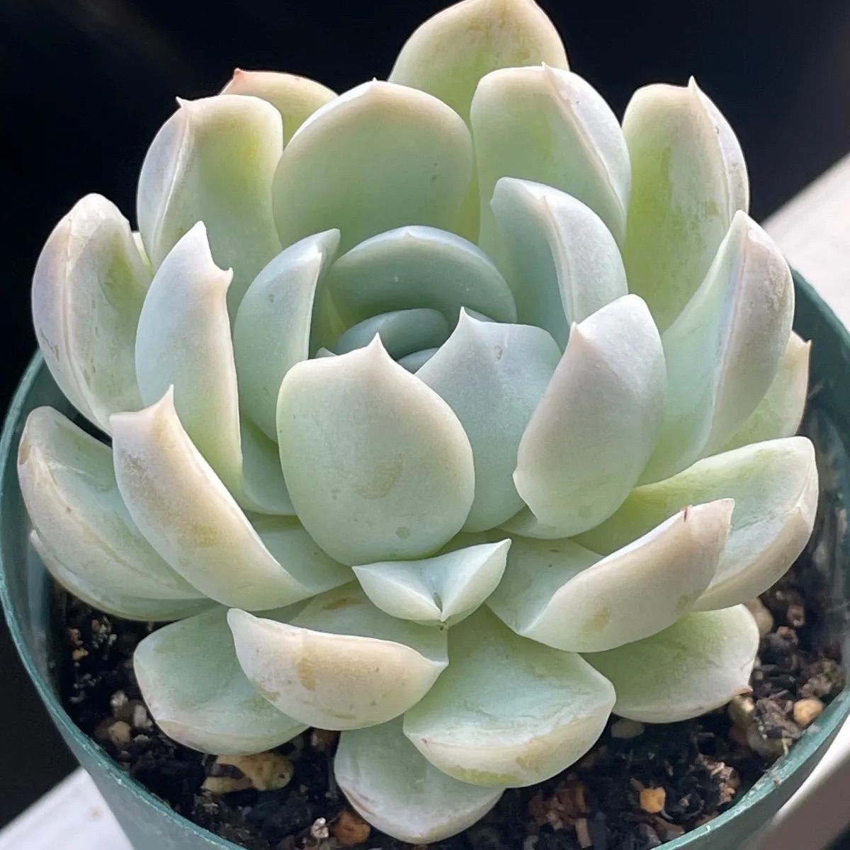 多肉植物7.5cm鉢♡アークティックアイス❤︎抜き苗(根付き) - メルカリ