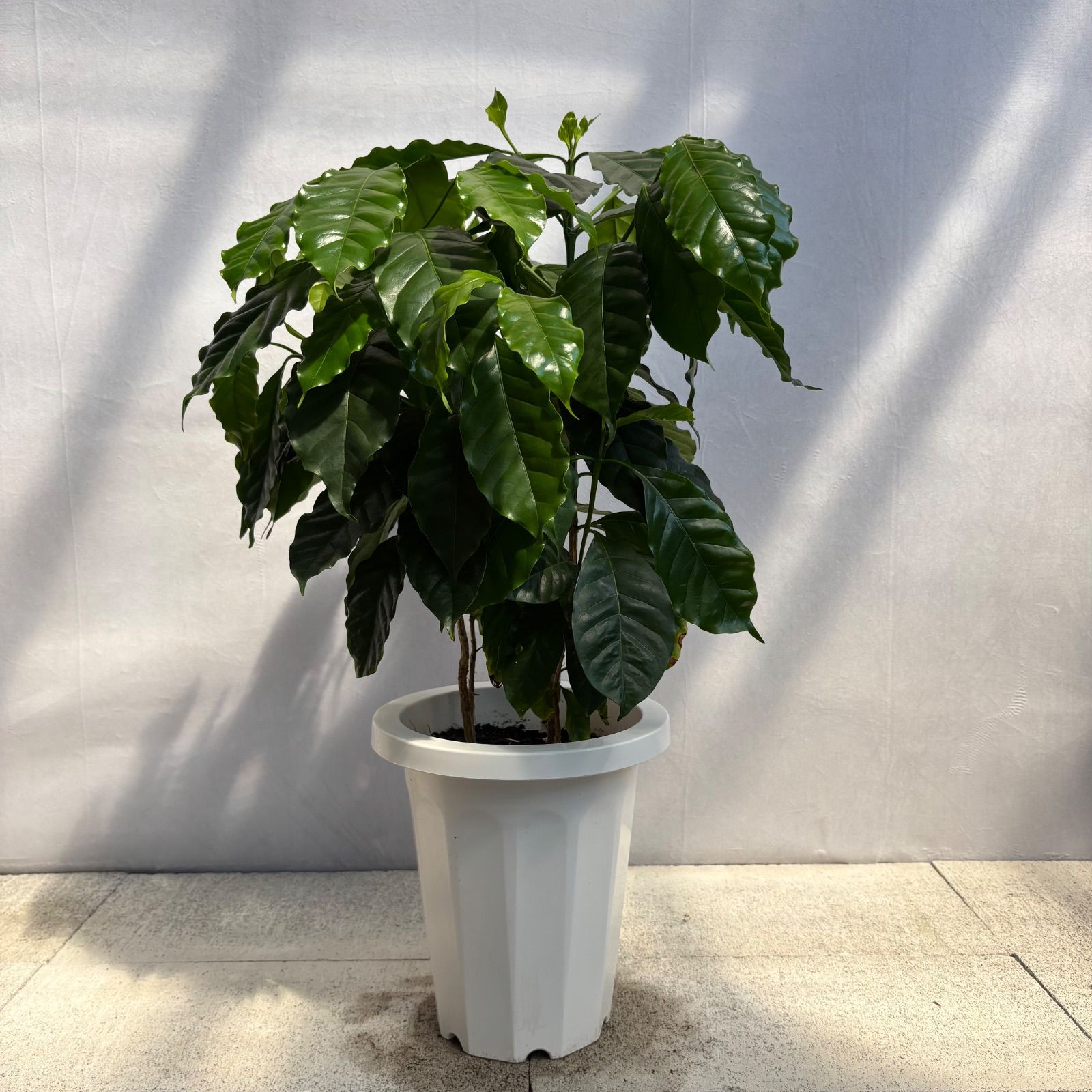 コーヒーの木　大株　大きめサイズ　観葉植物