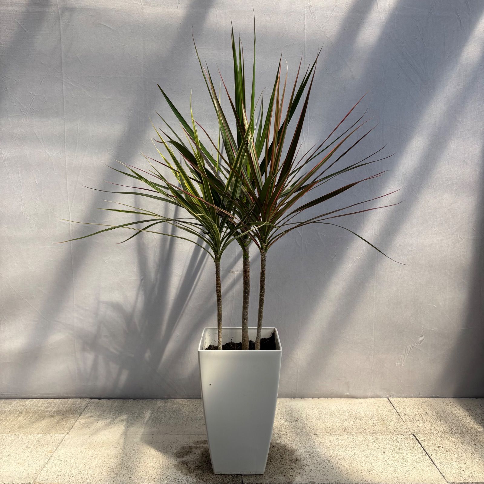 ドラセナ　コンシンネ　観葉植物