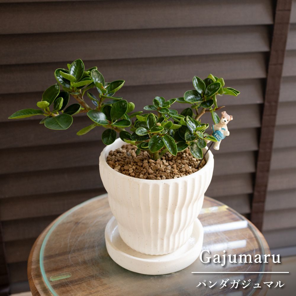 パンダガジュマル 4号 陶器鉢 ピック付 観葉植物 コパンダ ガジュマルの木 0606WH