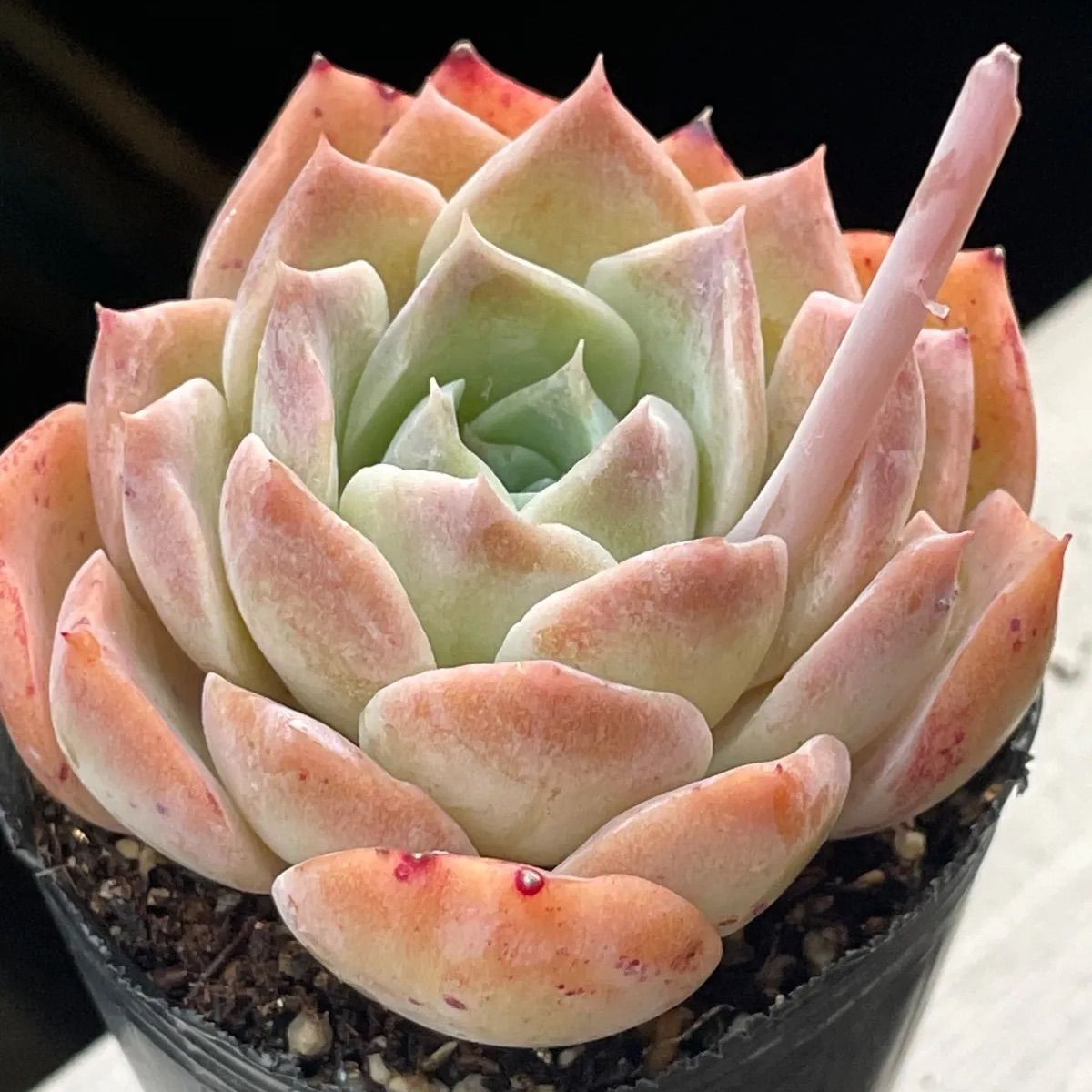 多肉植物♡ピンクシュガー❤︎抜き苗(根付き) - メルカリ