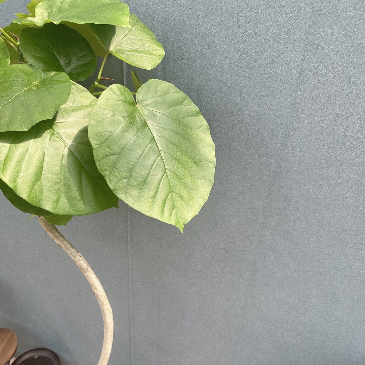 現品］4番 フィカス ウンベラータ 8号 観葉植物 室内 大型 ゴムの木