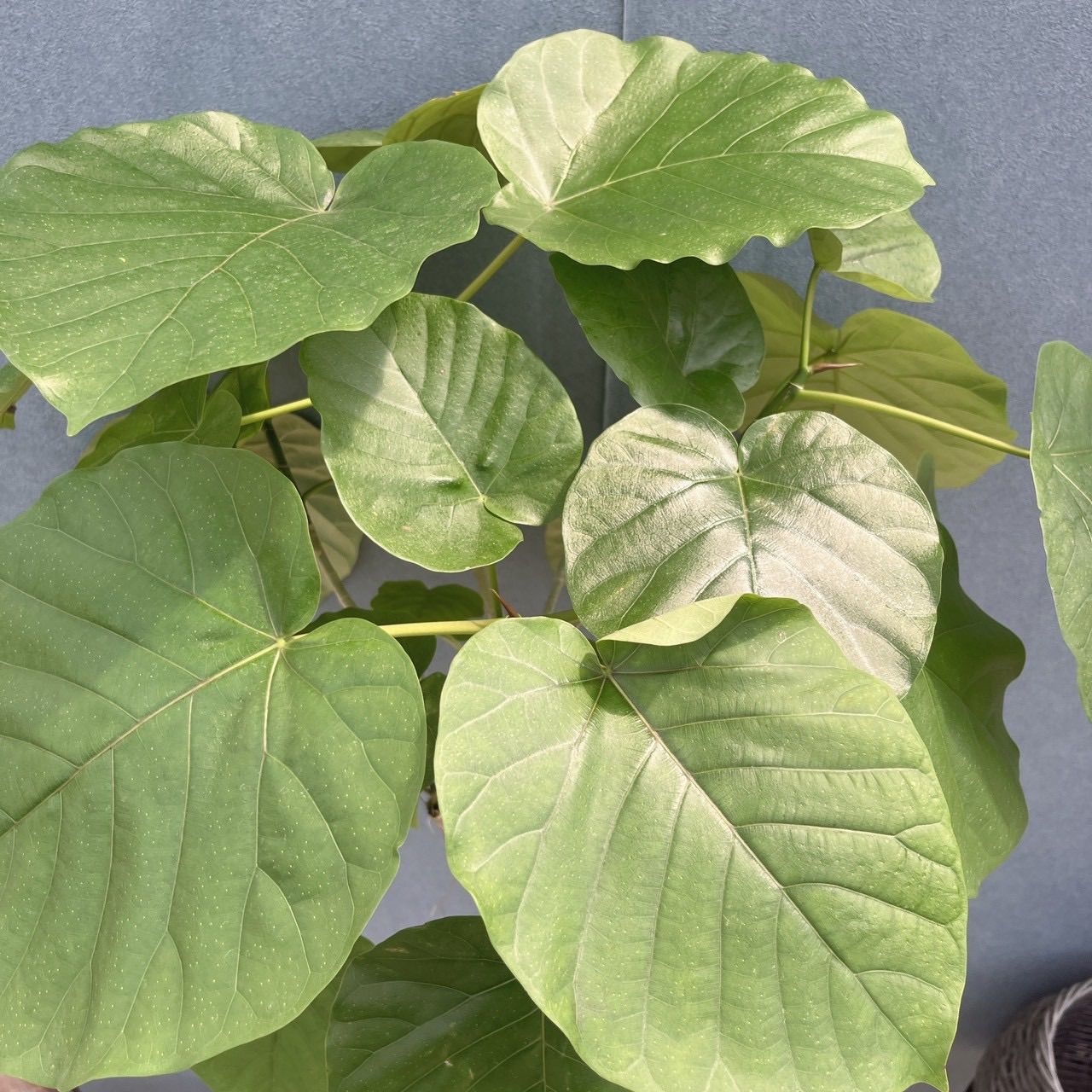現品］4番 フィカス ウンベラータ 8号 観葉植物 室内 大型 ゴムの木
