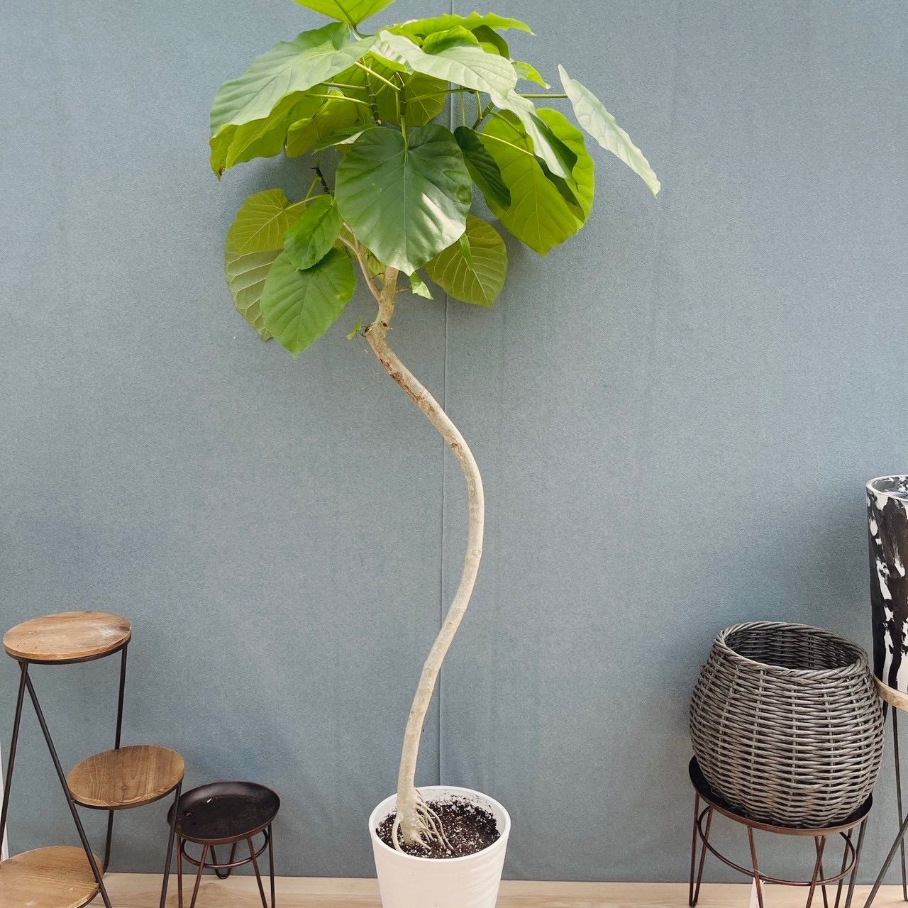 ［現品］A1 フィカスウンベラータ　8号　観葉植物　室内　大型　ゴムの木　人気 現品］4番 フィカス ウンベラータ 8号 観葉植物 室内 大型 ゴムの木