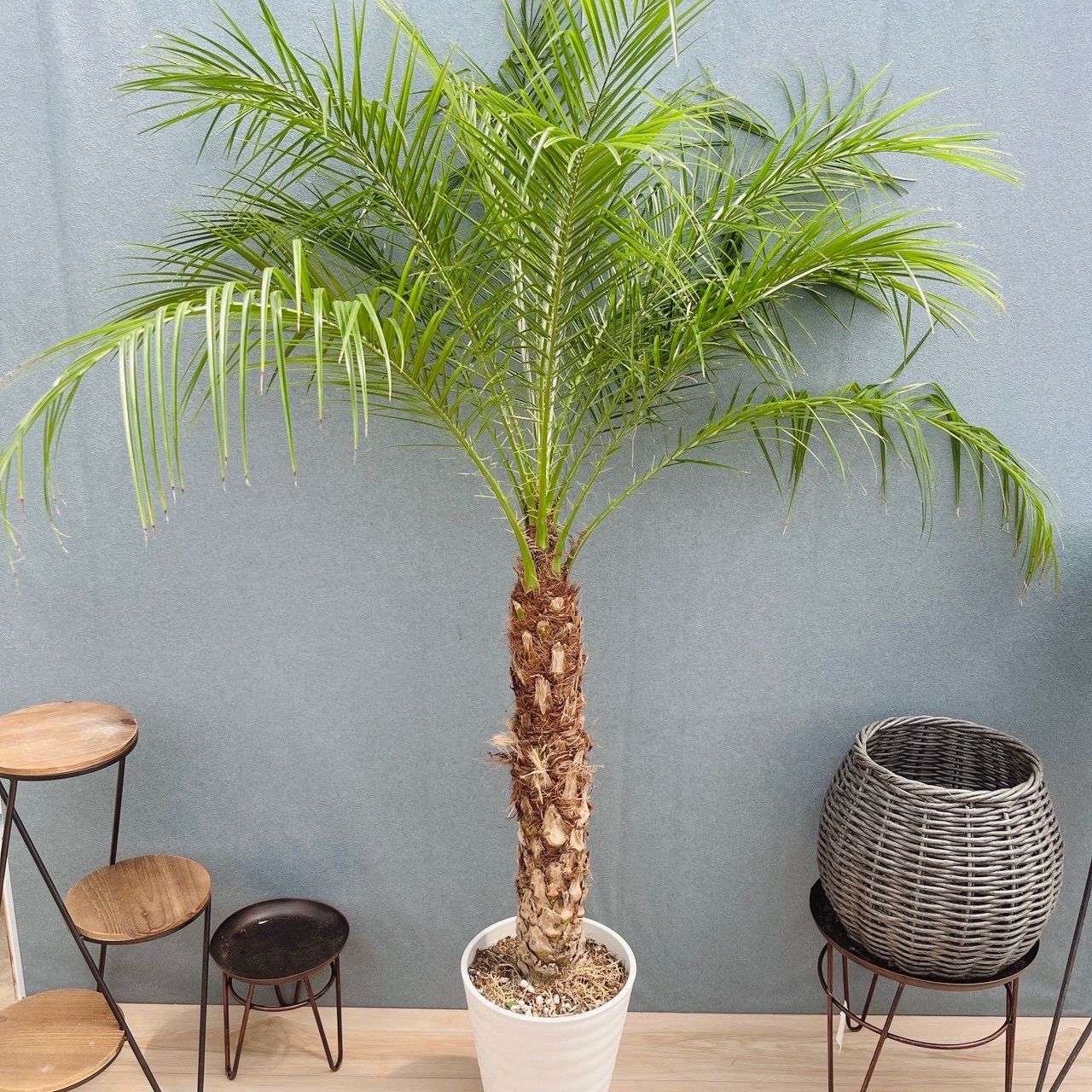 ［現品］80番　フェニックスロベレニー　8号　観葉植物　室内　ヤシ　南国風　おしゃれ　ロベヤシ　かっこいい　受け皿付き