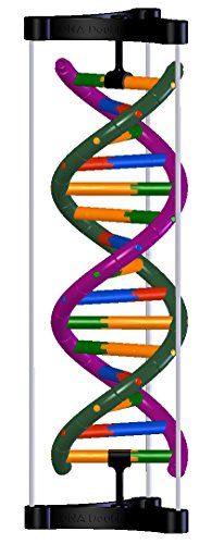 DNA 二重スパイラル球体モデルma