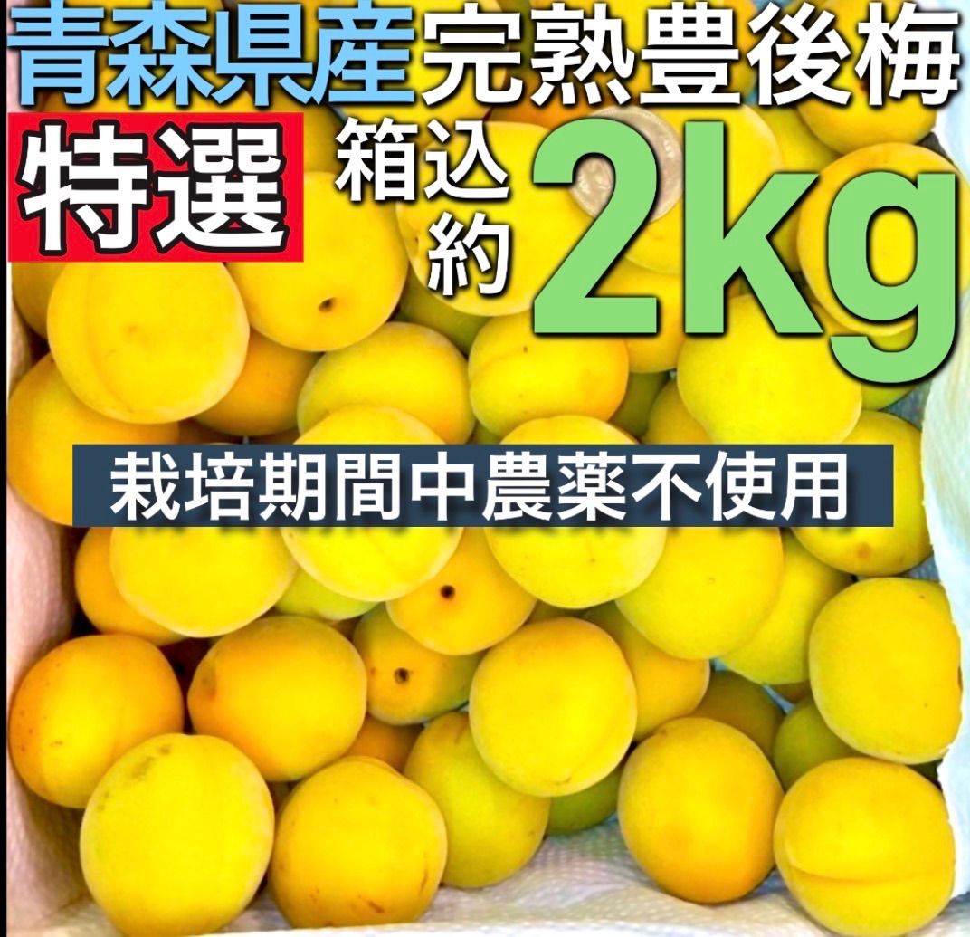 青森県産豊後梅 完熟 栽培期間中農薬不使用 箱込み約2kg クール便発送 