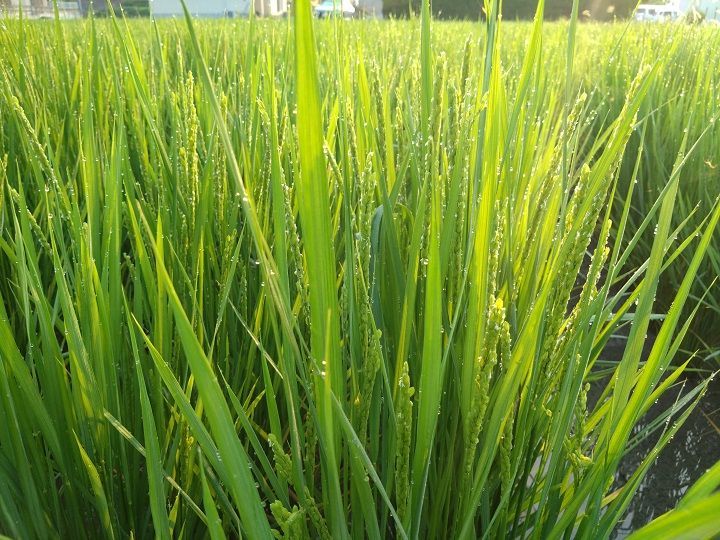 自然栽培 朝日米 10kg(2.5×4袋) 玄米 R7年産 在来種 農薬不使用 自然栽培 朝日米 10kg(2.5×4袋) 玄米 R7年産 在来種 農薬