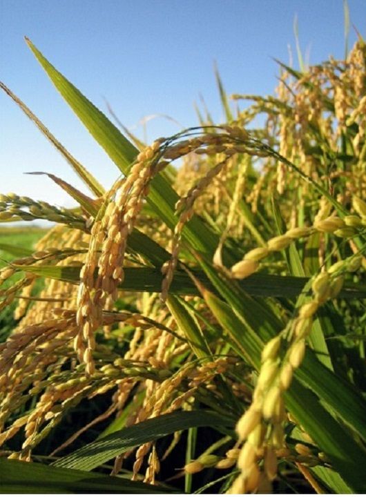 R7年 自然栽培米 朝日米20kg玄米 自然栽培 朝日米 20kg 玄米 R7年産 在来種 - メルカリ