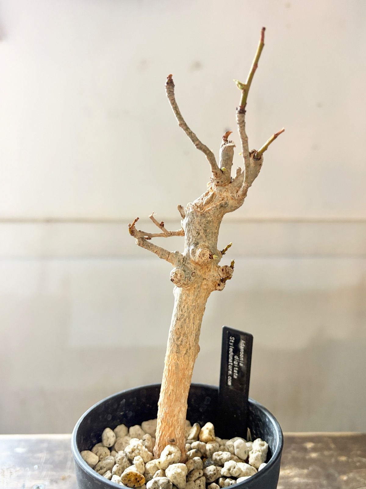 バオバブの木 発根済み株 アダンソニアジギタータ No204 - メルカリ
