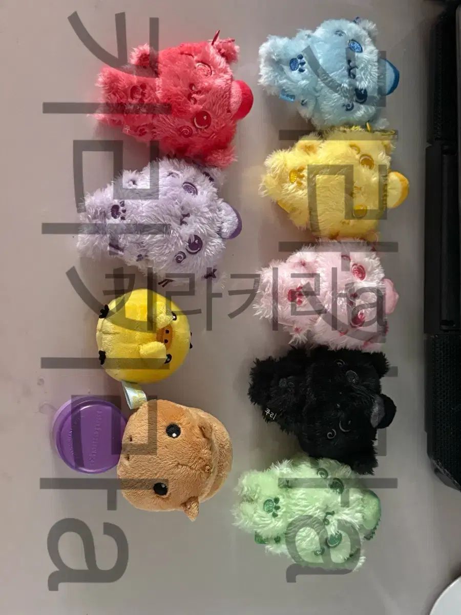 クリ COLORドール カピバラ NCT WISH RIKU