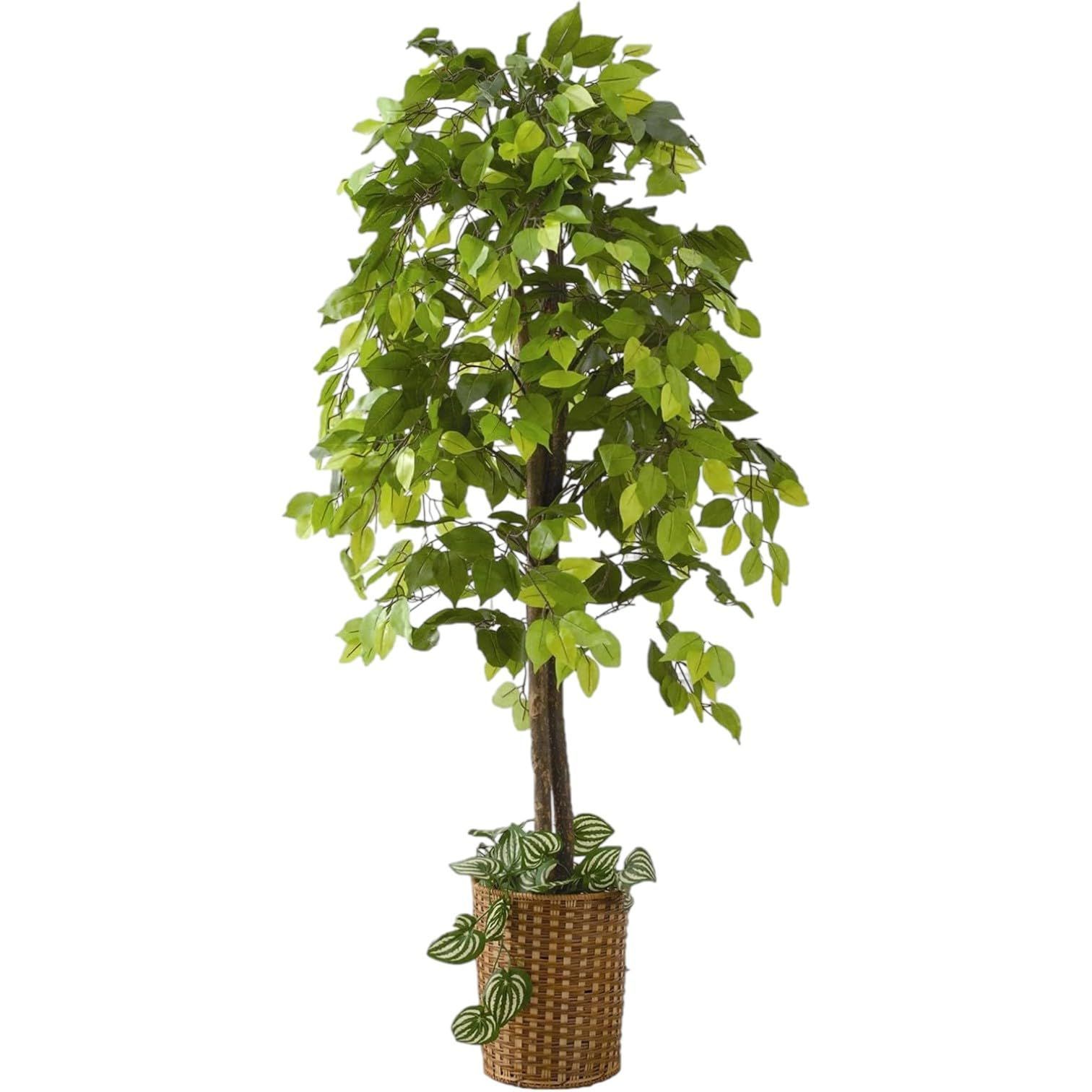 【即日発送】人工観葉植物 ベンジャミン 幅70×高さ160cm フェイクグリーン 大型 ビータ(Vita) 竹カゴ付き 鉢付き