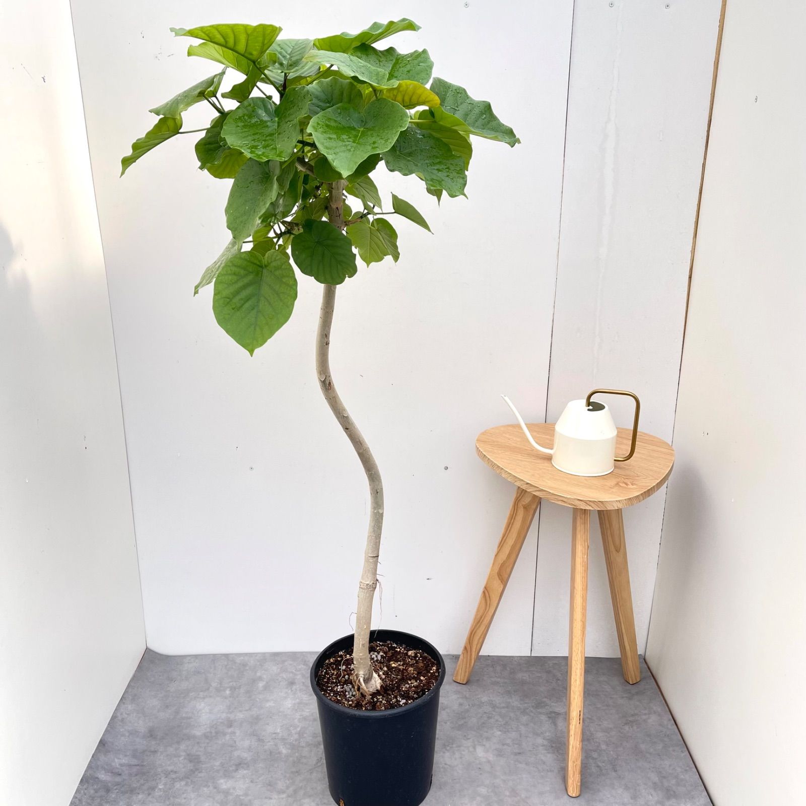 フィカス　ウンベラータ　曲がり　10【現品】観葉植物　室内　大型