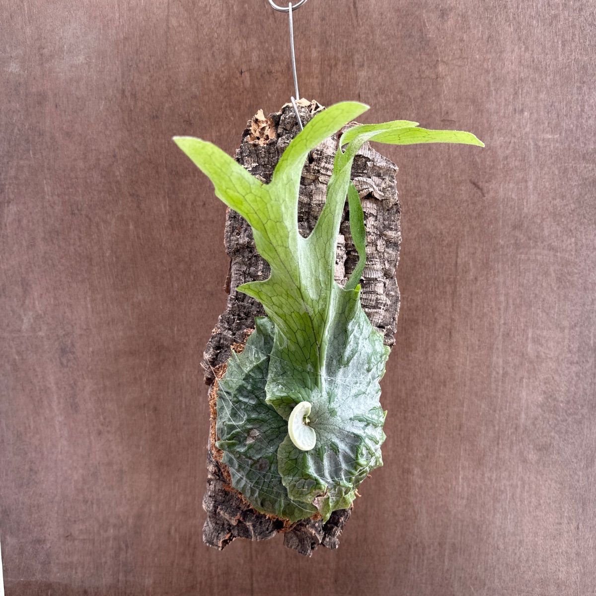 コウモリラン グランデ ② 現品 コルク付け Platycerium grande ビカクシダ 麋角羊歯 プラティケリウム 森の王冠 現品 観葉植物 観葉 植物 珍奇植物 珍奇 珍しい レア シダ植物 着生シダ 着生 シダ ハンギング インテリア プレゼント