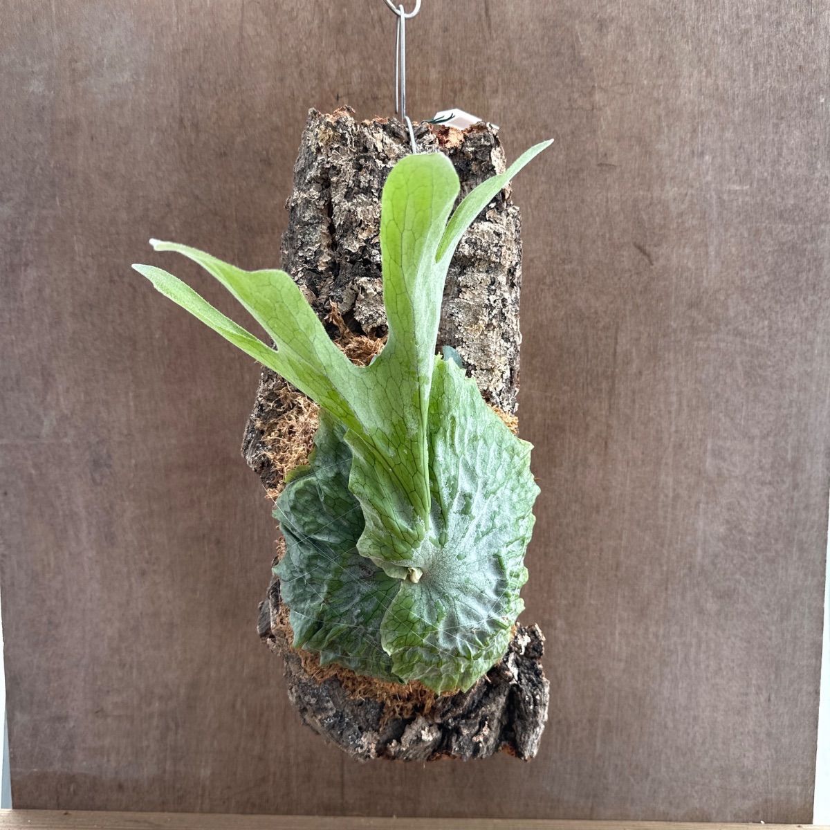 コウモリラン グランデ ③ 現品 コルク付け Platycerium grande ビカクシダ 麋角羊歯 プラティケリウム 森の王冠 現品 観葉植物 観葉 植物 珍奇植物 珍奇 珍しい レア シダ植物 着生シダ 着生 シダ ハンギング インテリア プレゼント