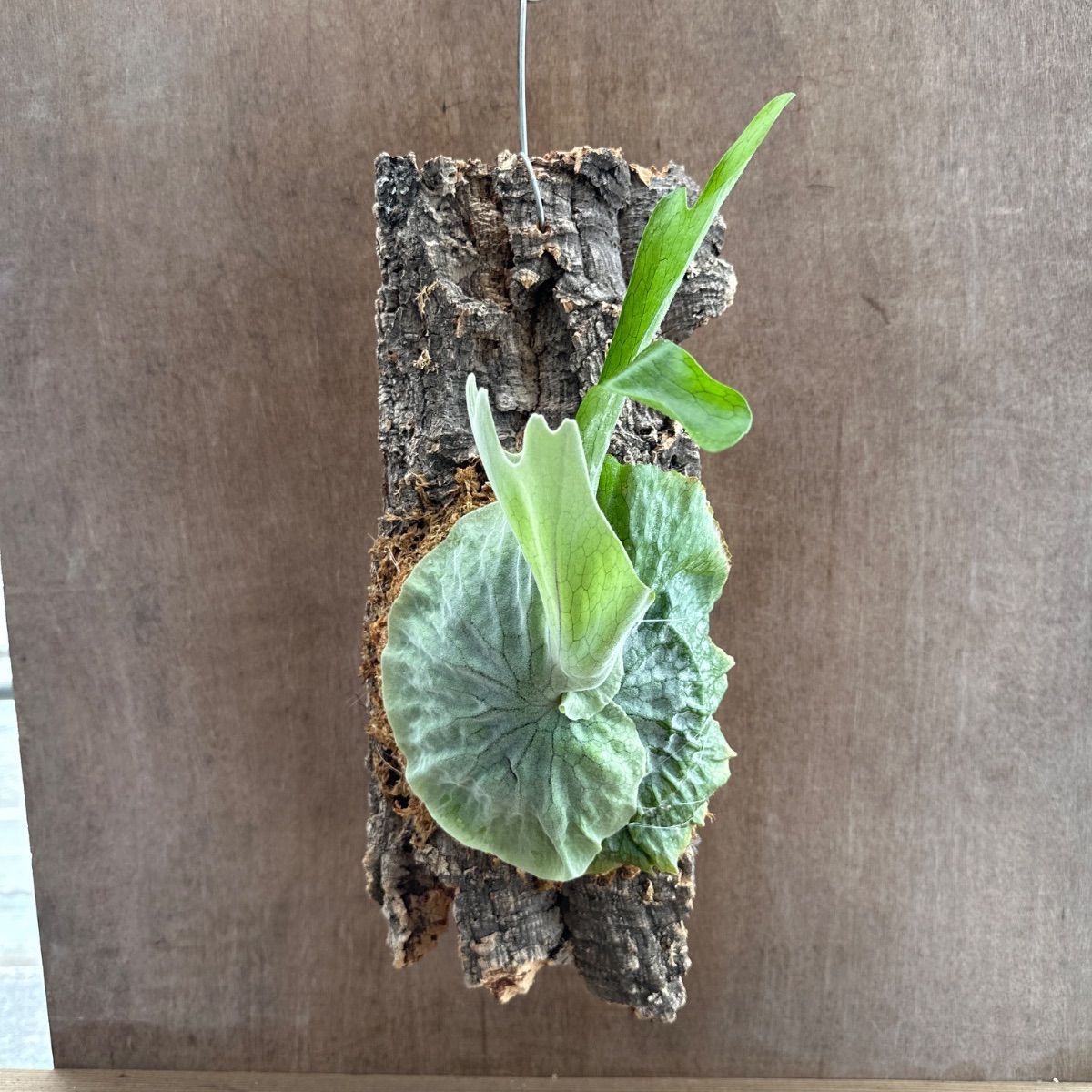 コウモリラン グランデ ④ 現品 コルク付け Platycerium grande ビカクシダ 麋角羊歯 プラティケリウム 森の王冠 現品 観葉植物 観葉 植物 珍奇植物 珍奇 珍しい レア シダ植物 着生シダ 着生 シダ ハンギング インテリア プレゼント