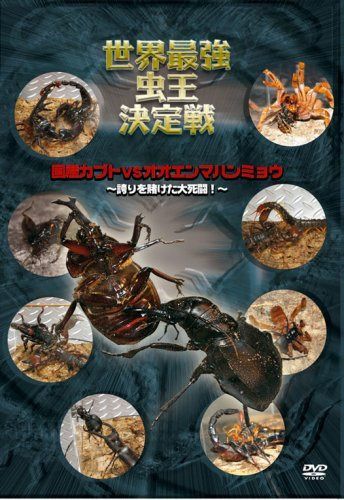 世界最強虫王決定戦 国産カブトvsオオエンマハンミョウ~誇りを賭けた大死闘!~ [DVD]