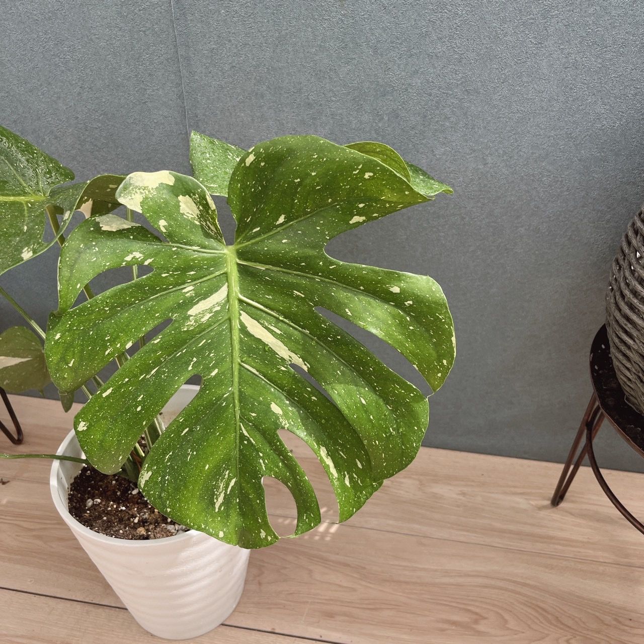 現品］【希少】51番 モンステラ 斑入り 7号 観葉植物 室内 レア 鉢