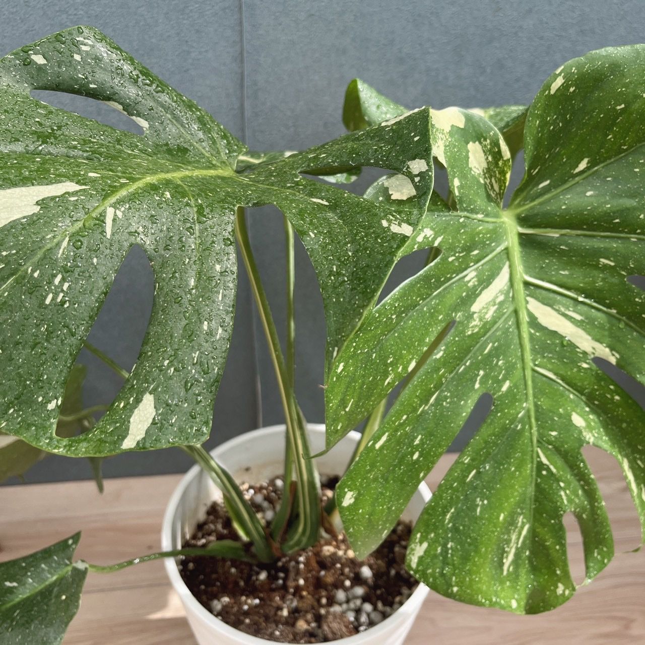 斑入りモンステラ 全高55センチ (7号)鉢植え 現品］【希少】51番 モンステラ 斑入り 7号 観葉植物 室内 レア 鉢