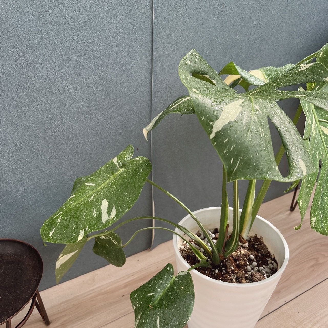 現品］【希少】51番 モンステラ 斑入り 7号 観葉植物 室内 レア 鉢