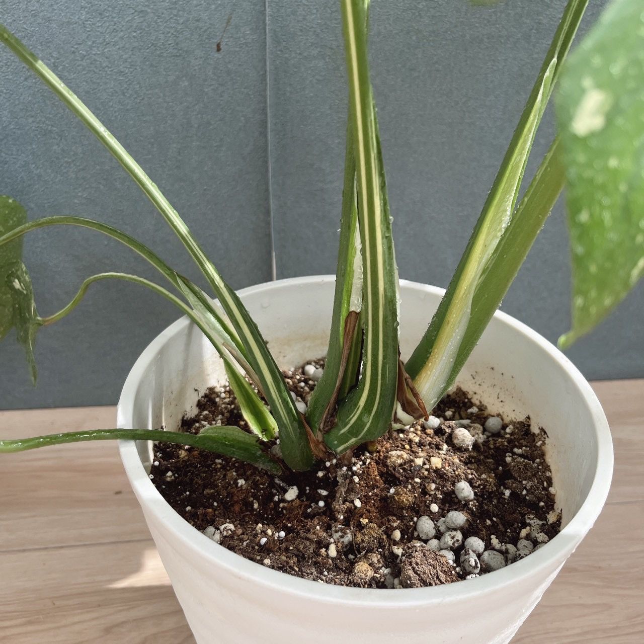 現品］【希少】51番 モンステラ 斑入り 7号 観葉植物 室内 レア 鉢