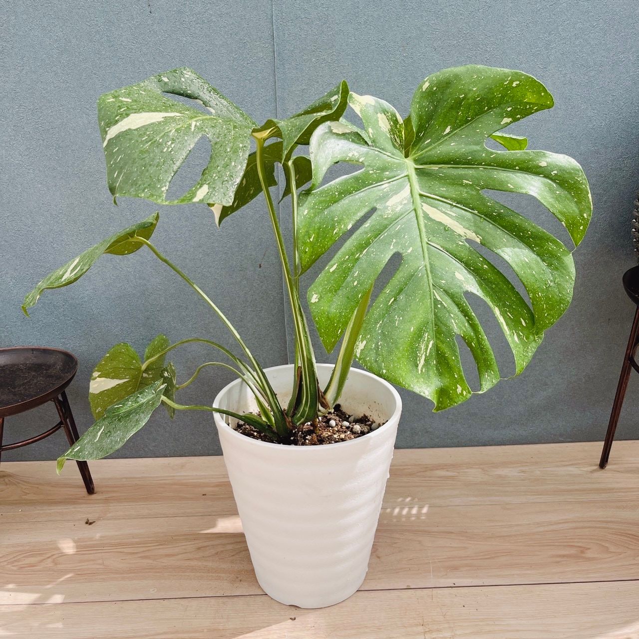 現品］【希少】51番 モンステラ 斑入り 7号 観葉植物 室内 レア 鉢