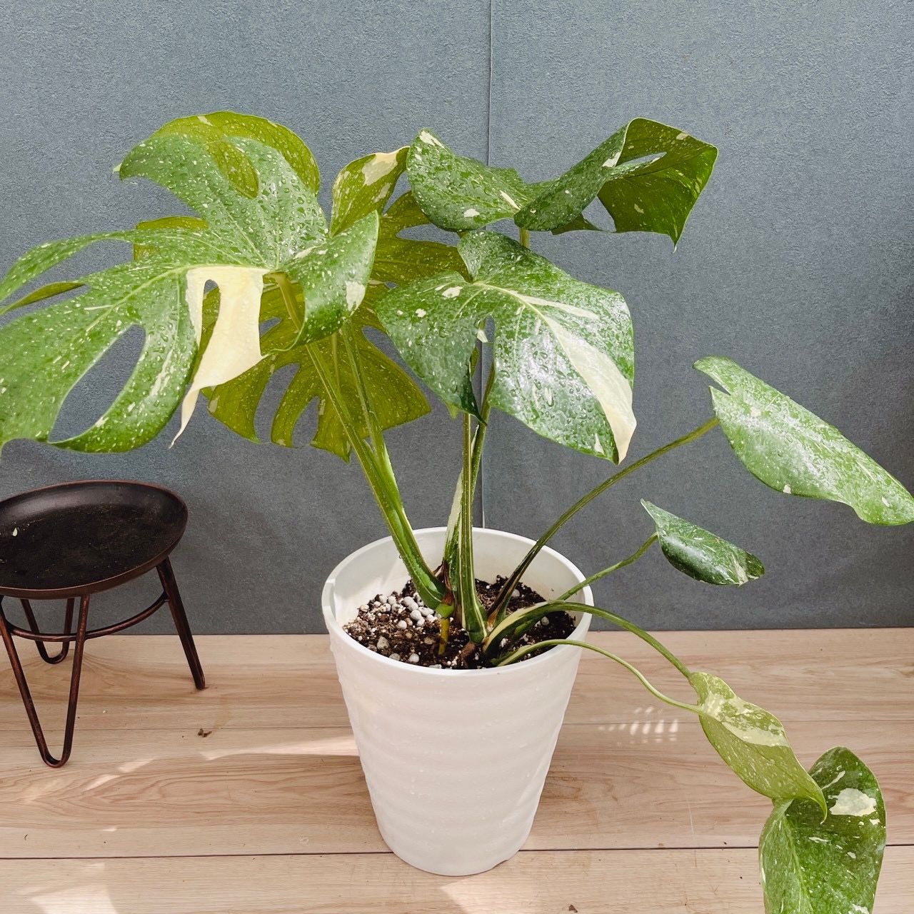 現品］【希少】51番 モンステラ 斑入り 7号 観葉植物 室内 レア 鉢
