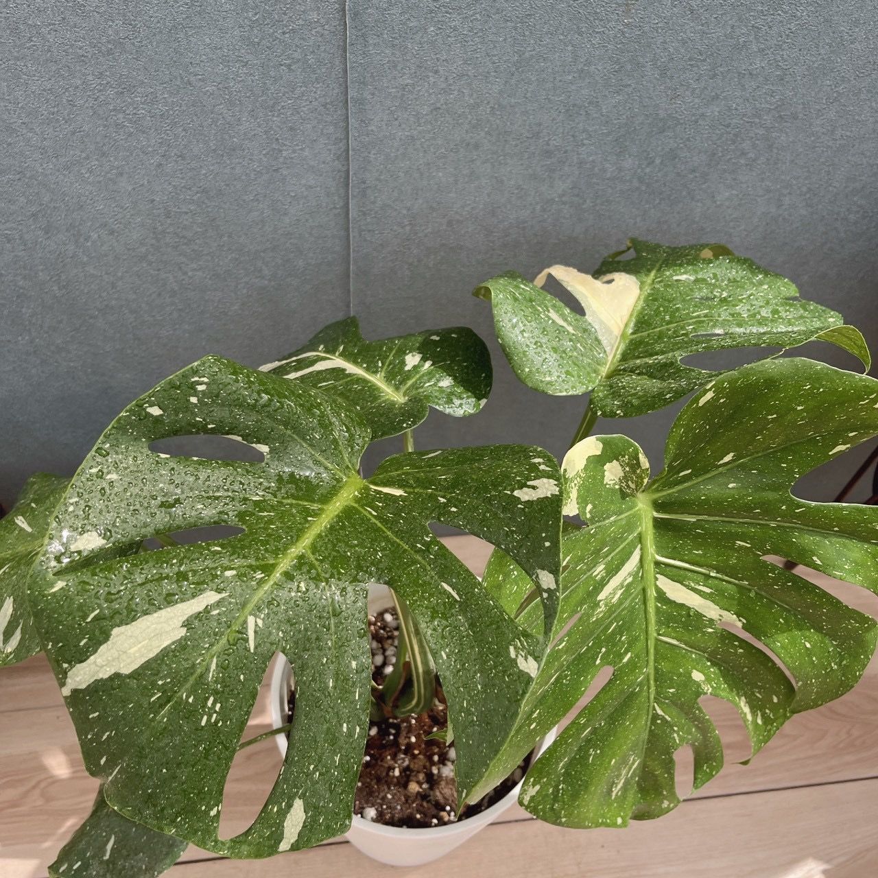 現品］【希少】51番 モンステラ 斑入り 7号 観葉植物 室内 レア 鉢