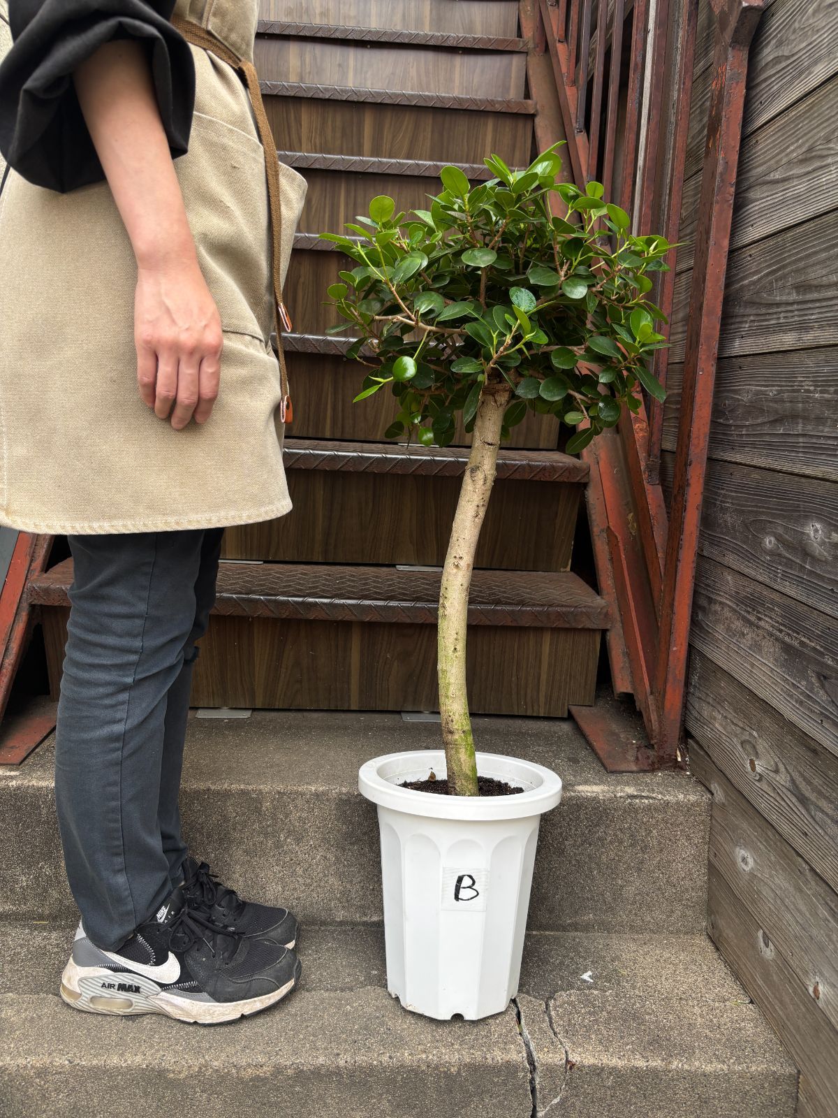 パンダガジュマル 8寸 観葉植物 ラベルB