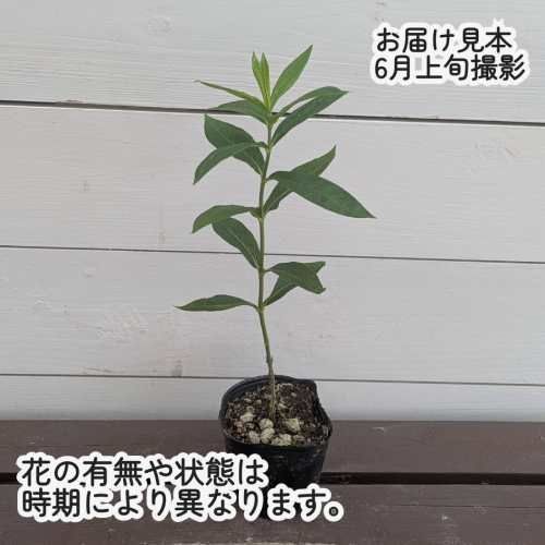 宿根フロックス フジヤマ 3号（直径9cm）ポット苗 1株 耐寒性 多年草