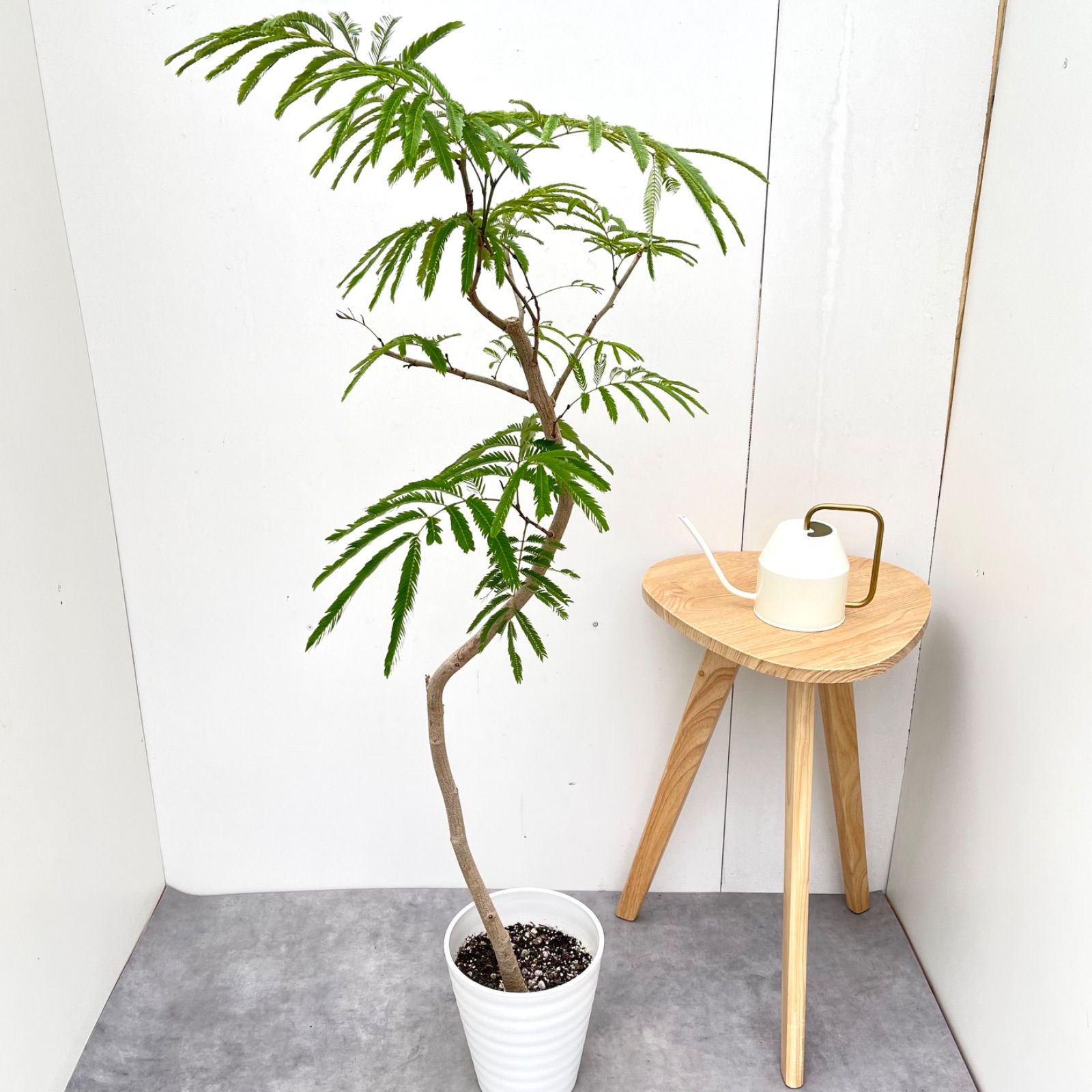 エバーフレッシュ　曲がり　3【現品】観葉植物　室内　7号