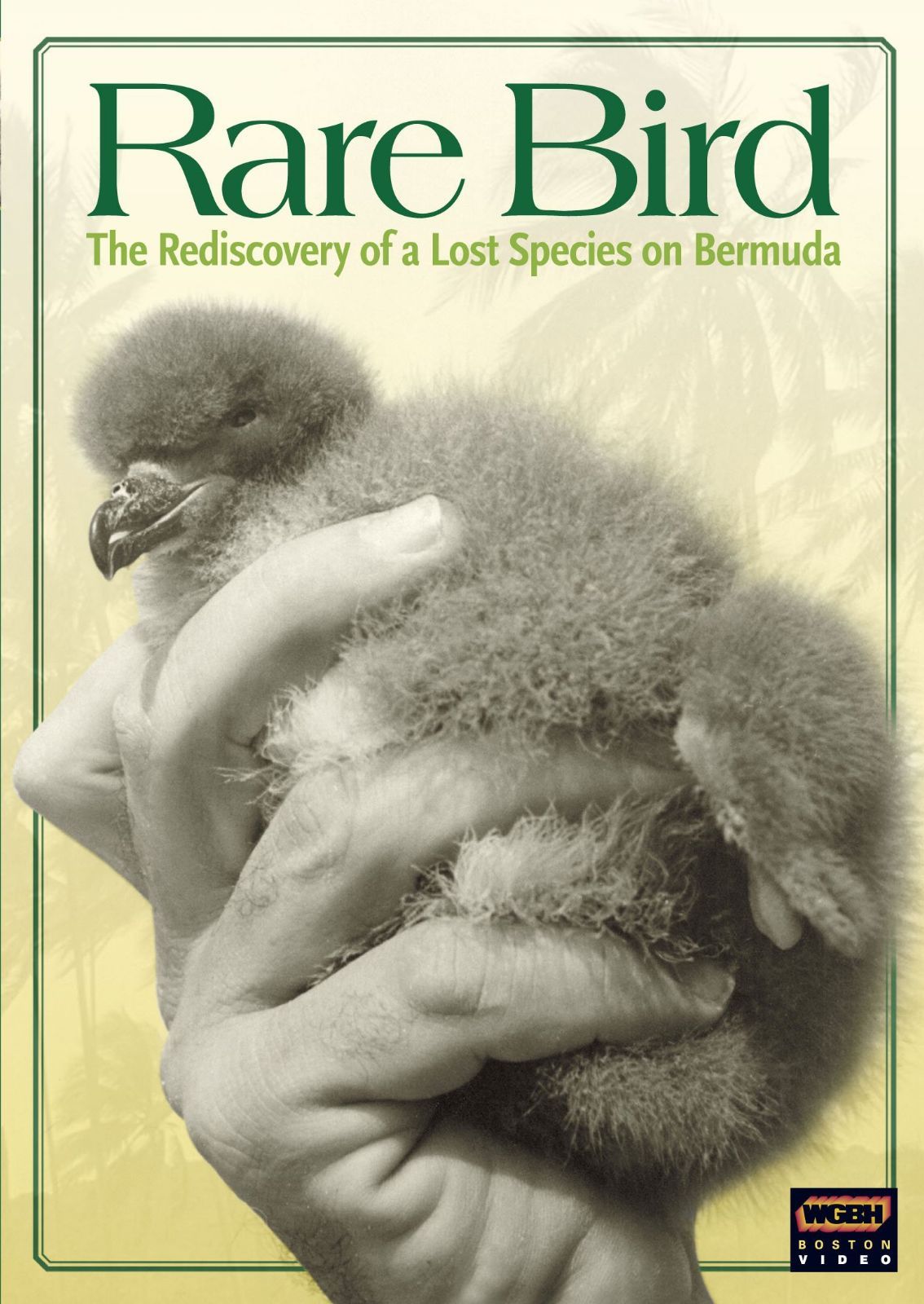 Wgbh Boston Specials: Rare Bird [DVD]