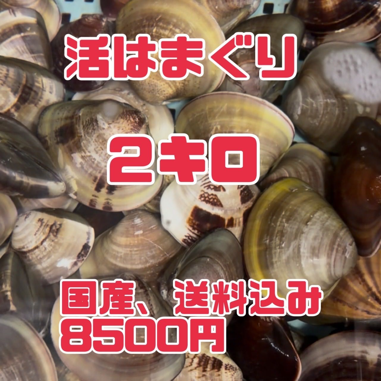 活はまぐり2キロ
