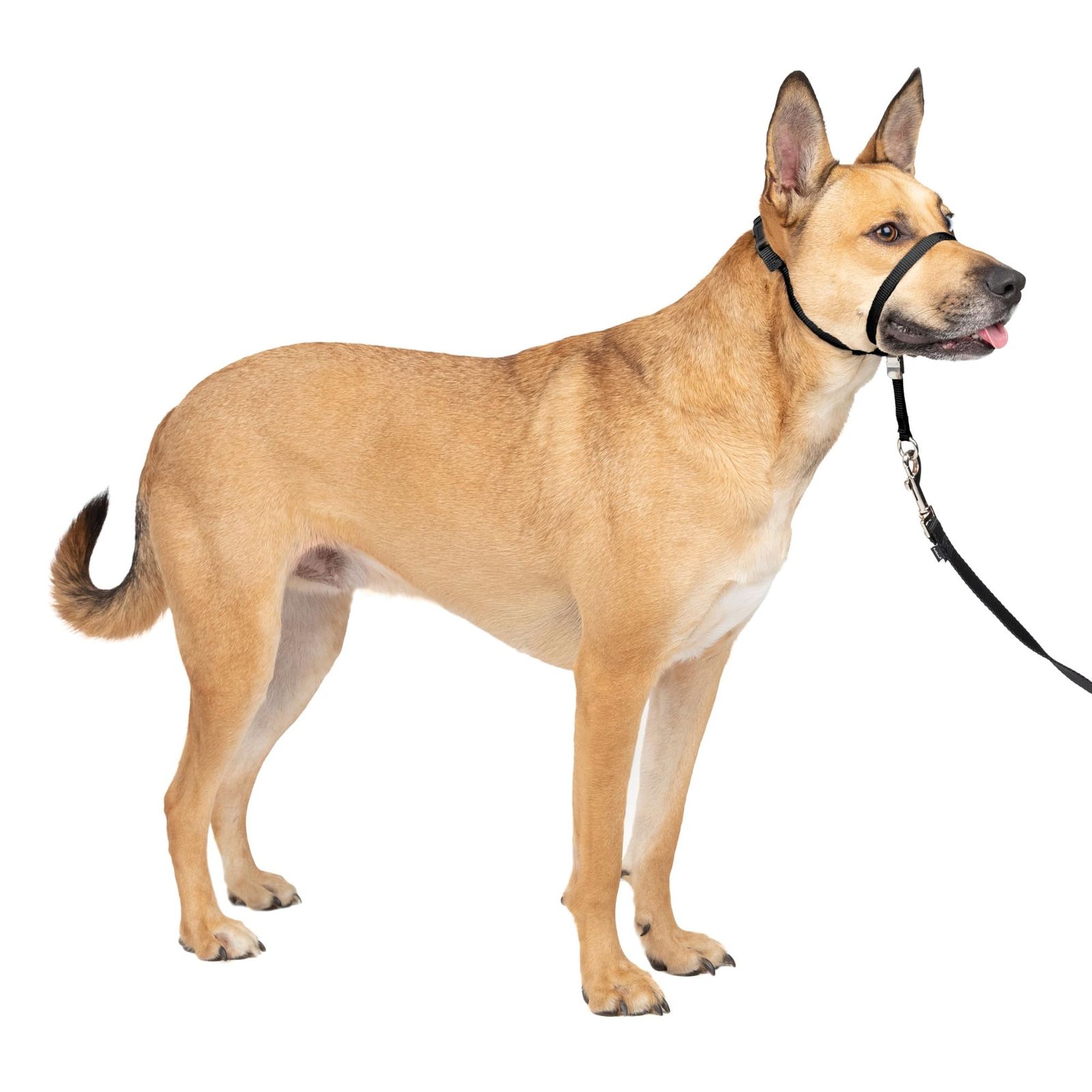 PetSafe(ペットセーフ) ジェントルリーダー 引っ張り防止 ヘッドカラー 犬用 散歩トレーニング【ブラック Mサイズ】ma 9a36c17f