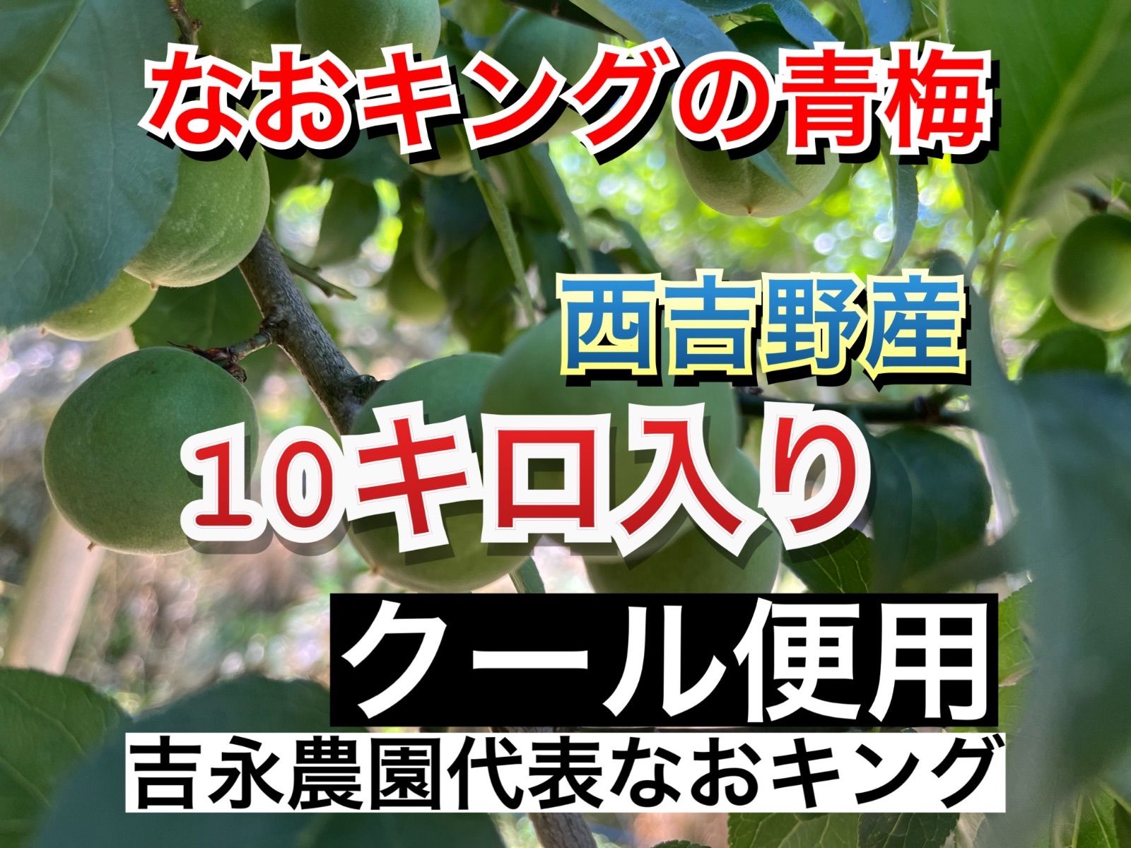 Maoさん専用 クール便 梅 正品 10キロ なおキングの梅 青梅