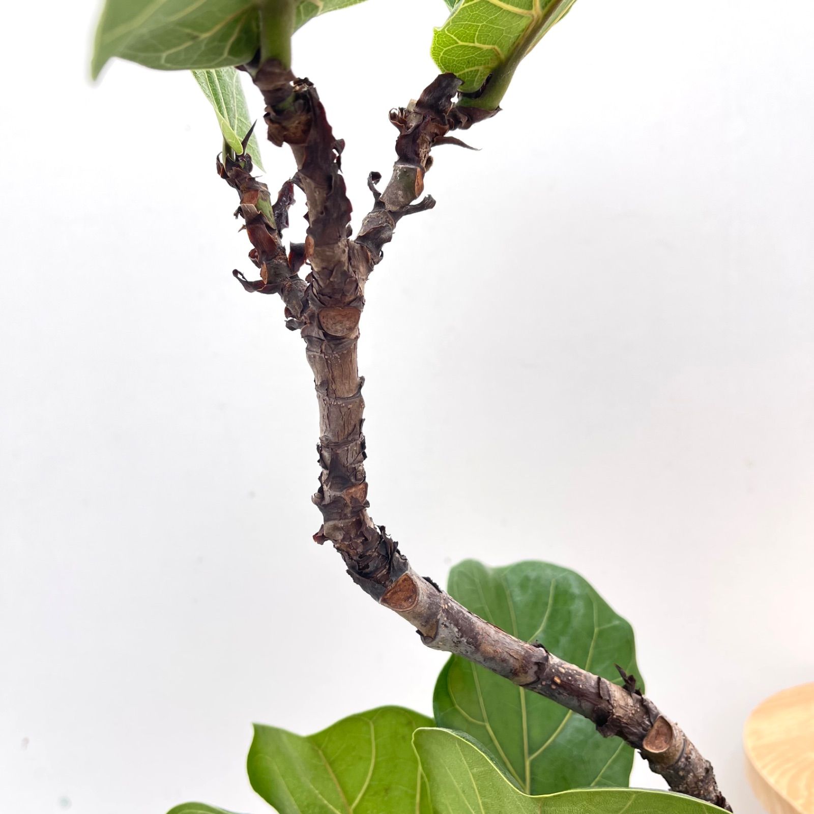 カシワバゴム フィカス リラータ 18【現品】観葉植物 室内 7号 - メルカリ