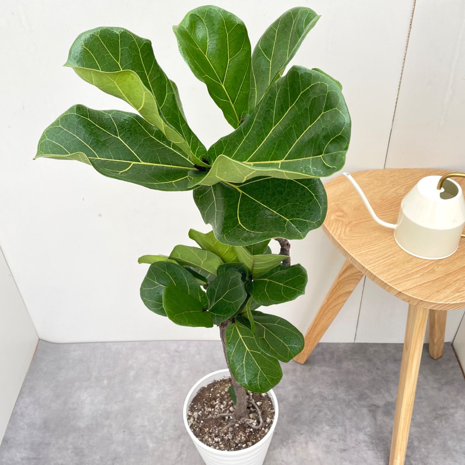 カシワバゴム フィカス リラータ 18【現品】観葉植物 室内 7号 - メルカリ