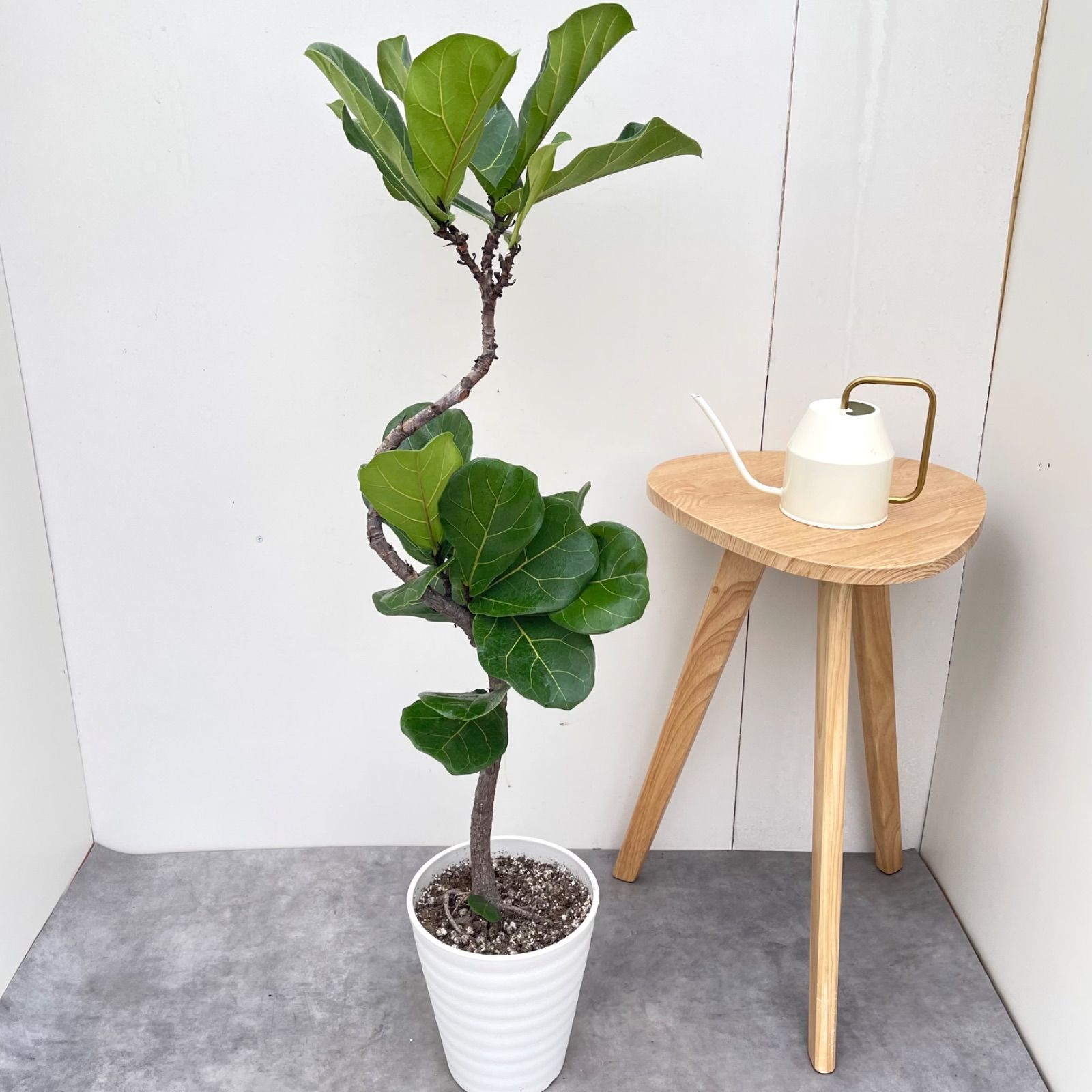 カシワバゴム　フィカス　リラータ　18【現品】観葉植物　室内　7号 カシワバゴム フィカス リラータ 18【現品】観葉植物 室内 7号 - メルカリ