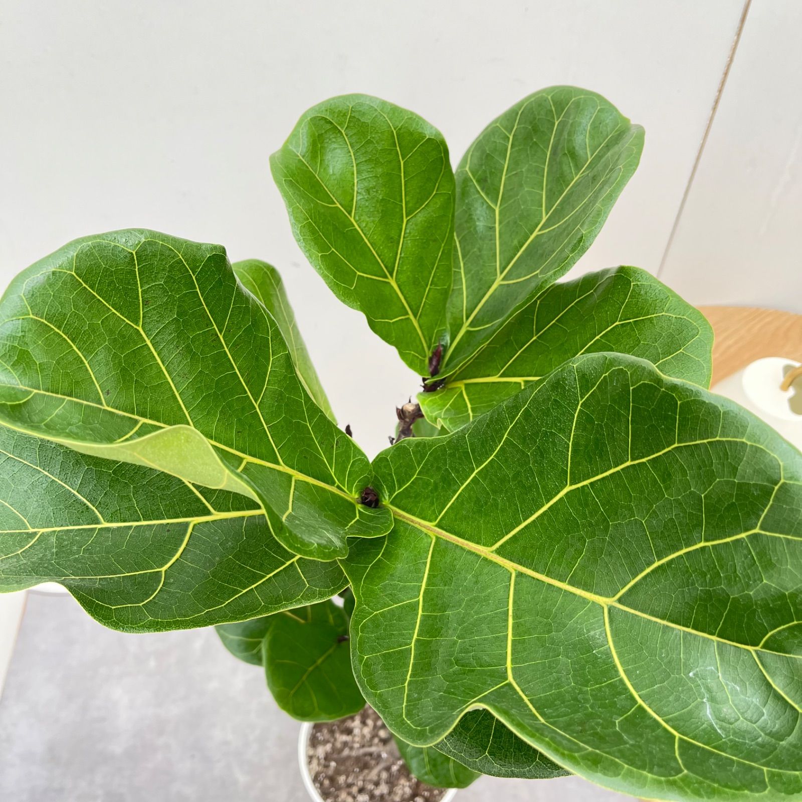 カシワバゴム フィカス リラータ 18【現品】観葉植物 室内 7号 - メルカリ
