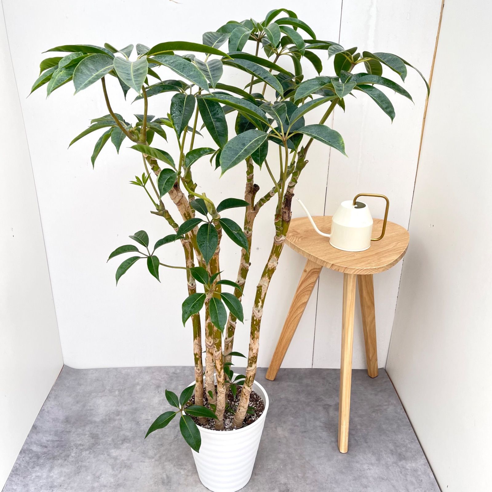 ツピタンサス　シェフレラ　ピュックレリ　8【現品】観葉植物　室内　大型