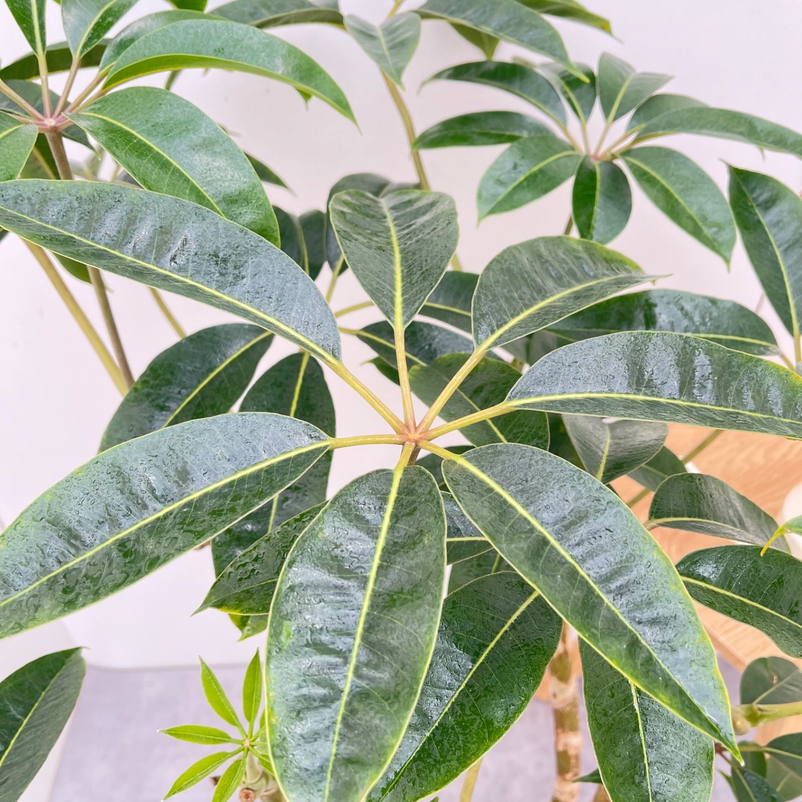 ツピタンサス　シェフレラ　ピュックレリ　8【現品】観葉植物　室内　大型