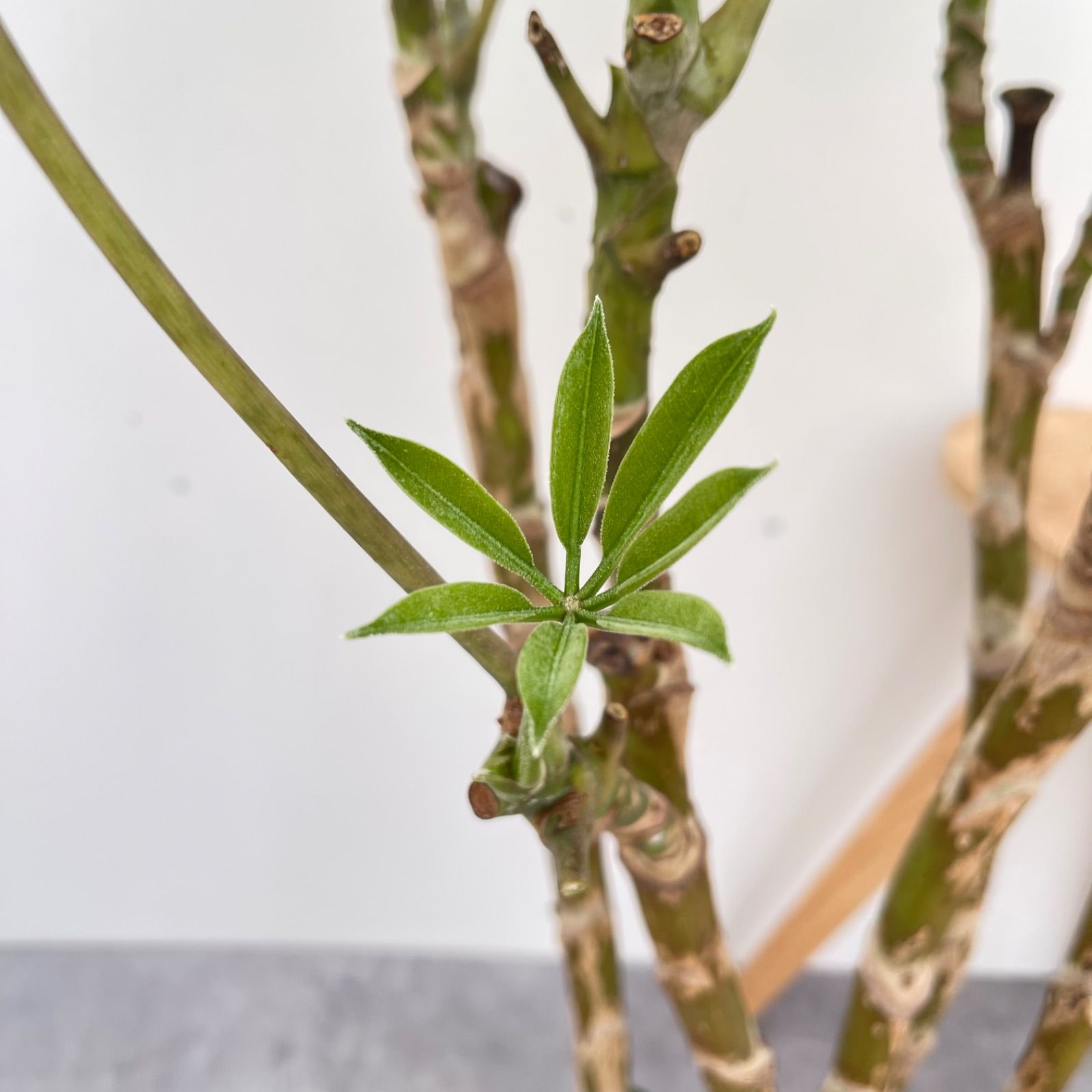 ツピタンサス　シェフレラ　ピュックレリ　8【現品】観葉植物　室内　大型