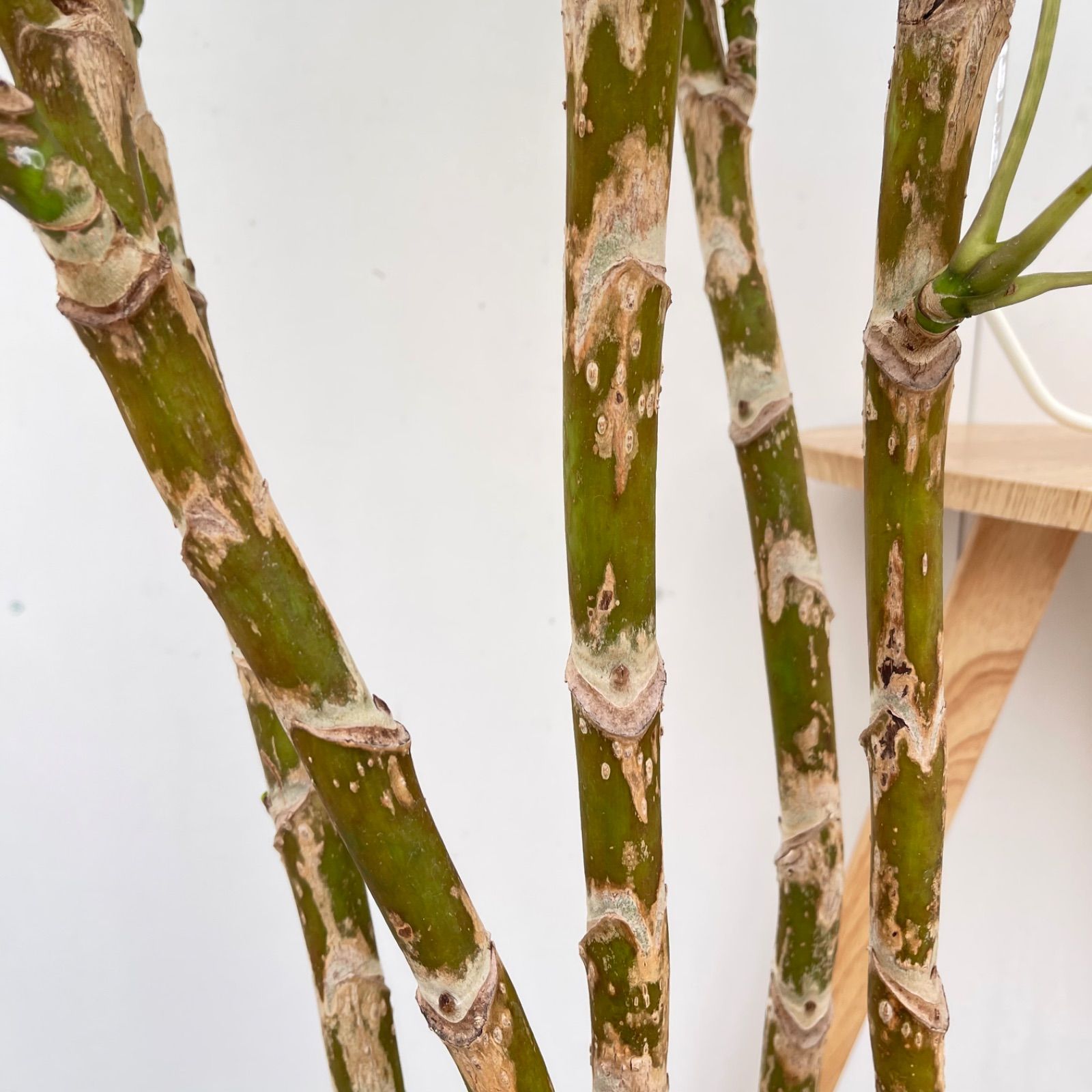ツピタンサス　シェフレラ　ピュックレリ　8【現品】観葉植物　室内　大型