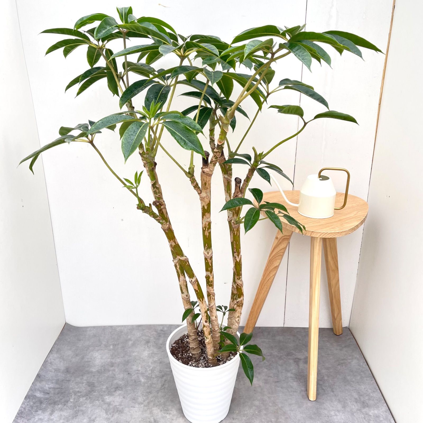 ツピタンサス　シェフレラ　ピュックレリ　8【現品】観葉植物　室内　大型