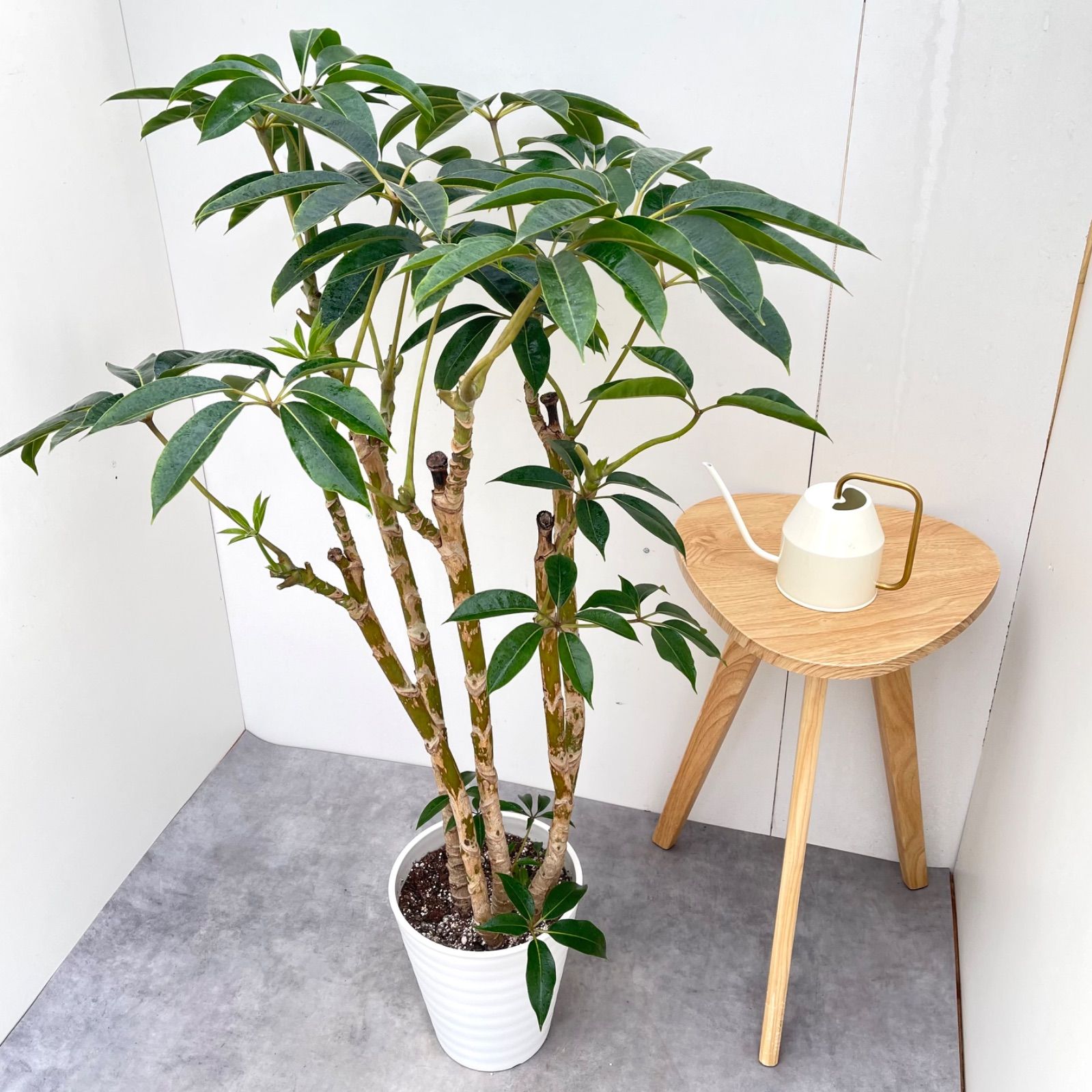 ツピタンサス　シェフレラ　ピュックレリ　8【現品】観葉植物　室内　大型