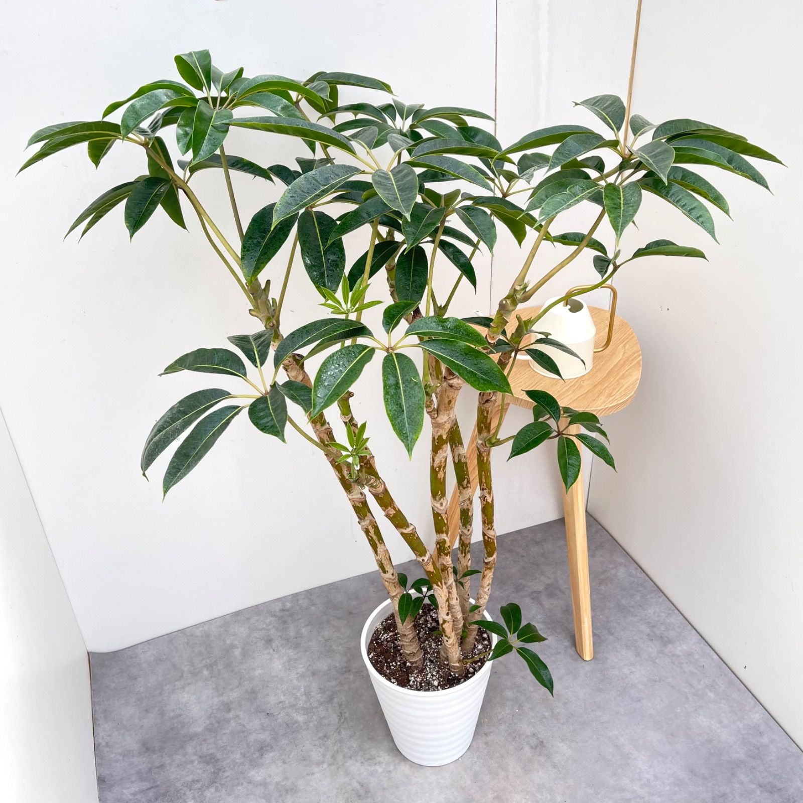 ツピタンサス　シェフレラ　ピュックレリ　8【現品】観葉植物　室内　大型